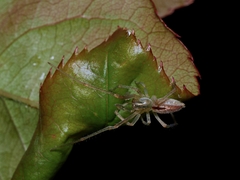 Cheiracanthium gracile