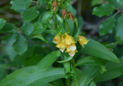 Digitalis laevigata (Digitalis laevigata)