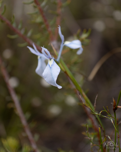 Moraea tripetala