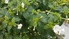 Mirabilis jalapa