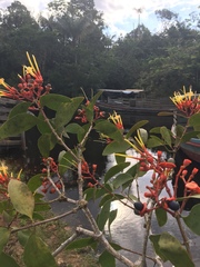 Psittacanthus cucullaris