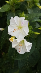 Mirabilis jalapa