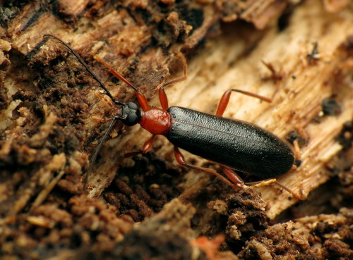 Canada Fire-colored Beetle photo 5