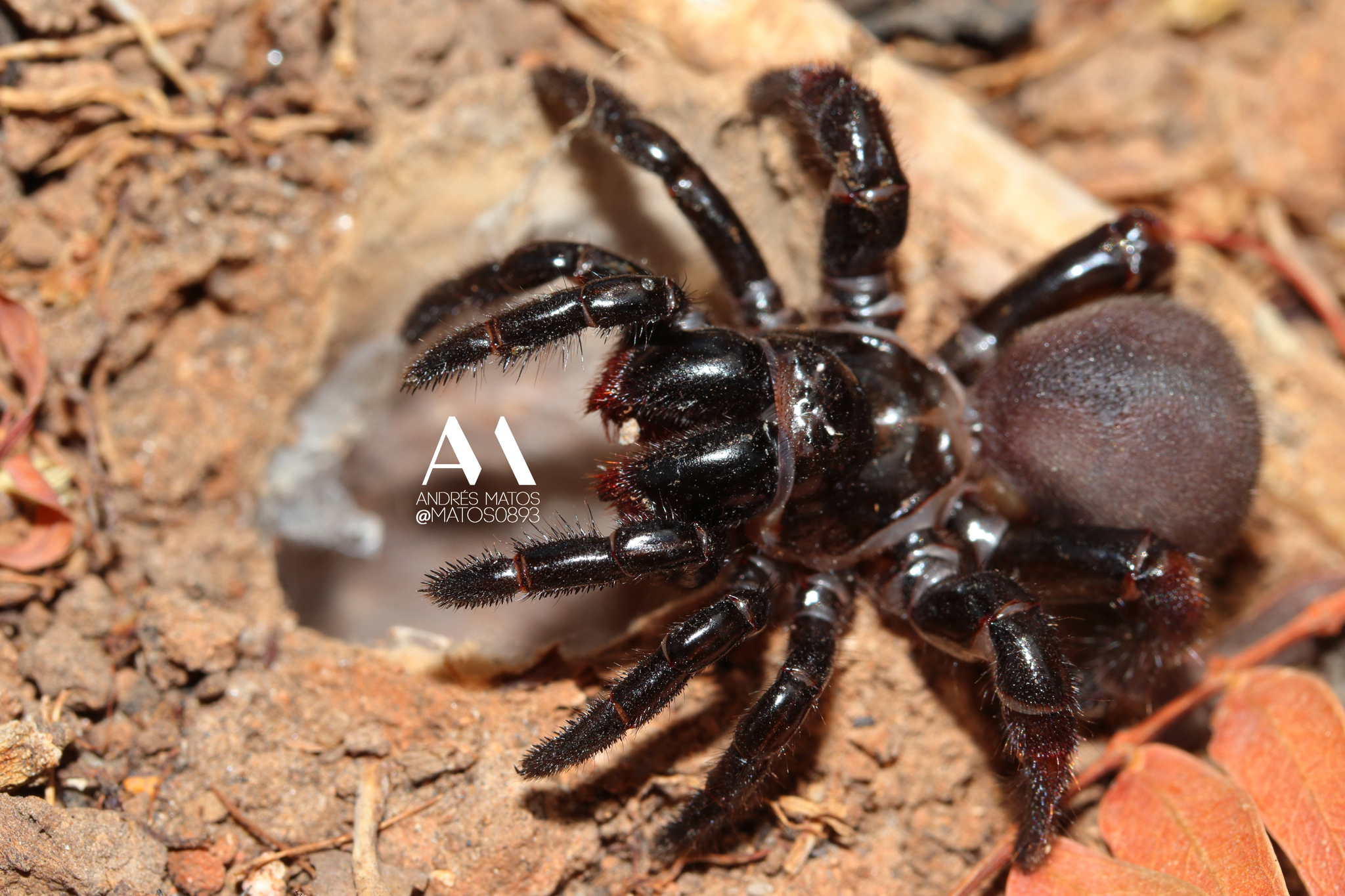 Actinopus robustus (O.Pickard-Cambridge, 1892)
