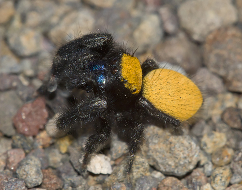Phidippus nikites