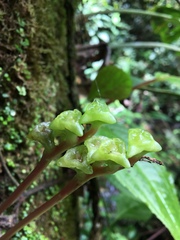 Monolena primuliflora
