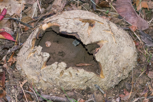 Many-rooted Earthball