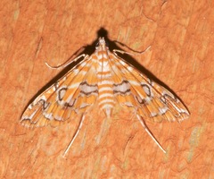 Image of Elophila icciusalis