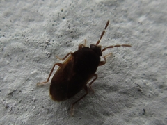 Iodinus ferrugineus