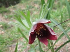 Pulsatilla cernua