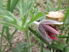 Pulsatilla cernua
