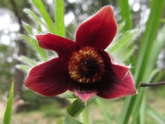 Pulsatilla cernua