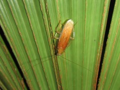 Megamareta phaneropyga