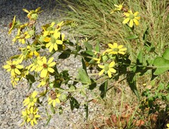 Berlandiera betonicifolia, photograph (c) saltyhiker, some rights reserved (CC BY)