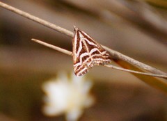 Dichromodes confluaria