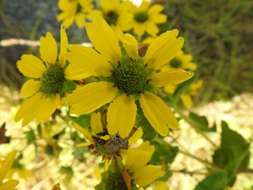 Berlandiera betonicifolia, photograph 6