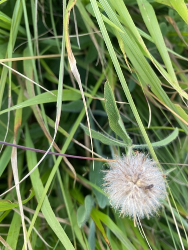 Trifolium trichocephalum, photograph 6