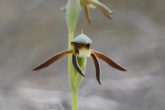 Lyperanthus serratus