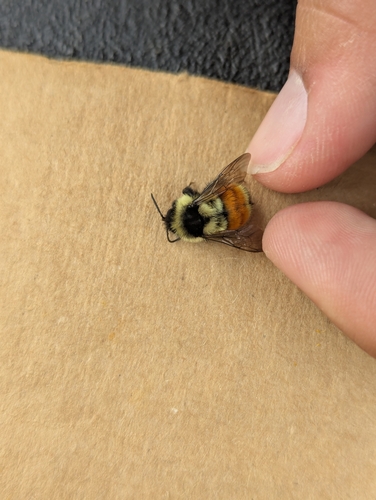 Tricolored Bumble Bee photographed in South Dakota