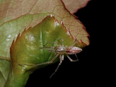 Cheiracanthium gracile