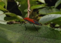 Leptocoris abdominalis