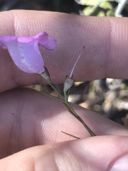 Agalinis plukenetii