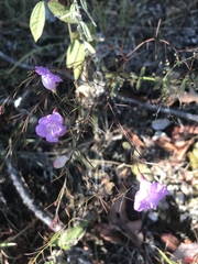 Agalinis plukenetii