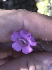 Agalinis plukenetii