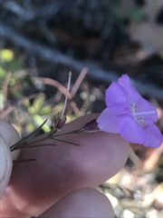 Agalinis plukenetii