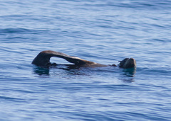 Arctocephalus townsendi