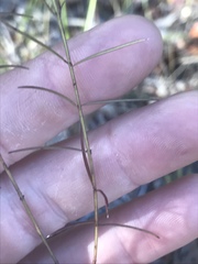 Agalinis plukenetii