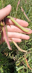 Lathyrus jepsonii, photograph (c) simonpesant, some rights reserved (CC BY)