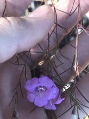 Agalinis plukenetii