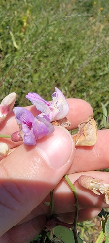 Lathyrus jepsonii, photograph 6