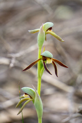 Lyperanthus serratus