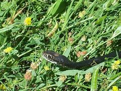 Masticophis flagellum flagellum