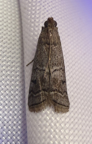 Elm Leaftier Moth photo 5