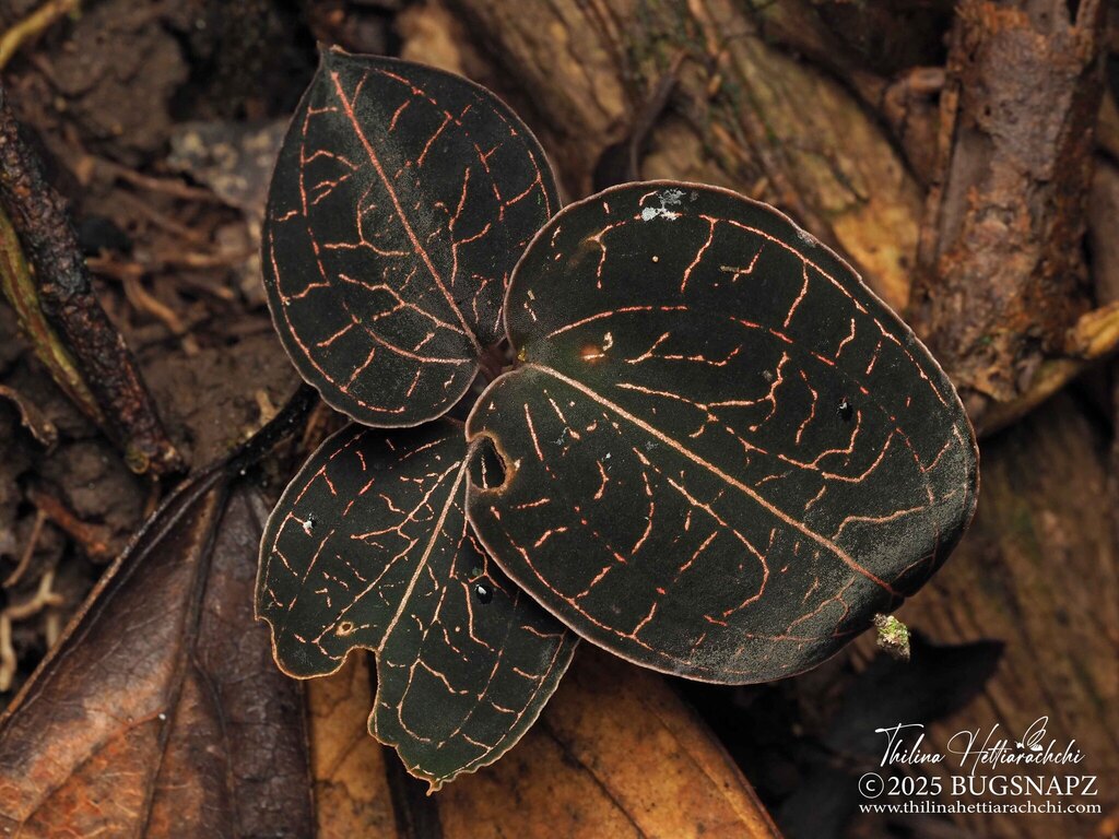Anoectochilus regalis