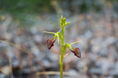 Cryptostylis ovata