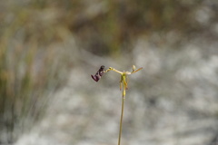 Drakaea livida