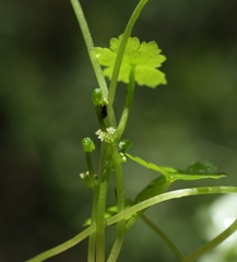 Hydrocotyle heteromeria