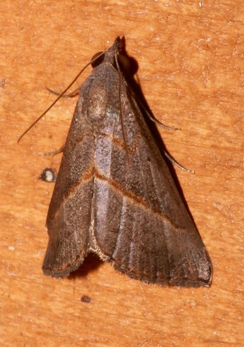 Hypena degesalis photo 5