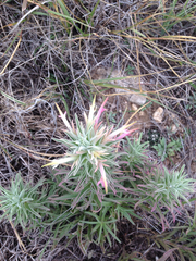 Castilleja sessiliflora