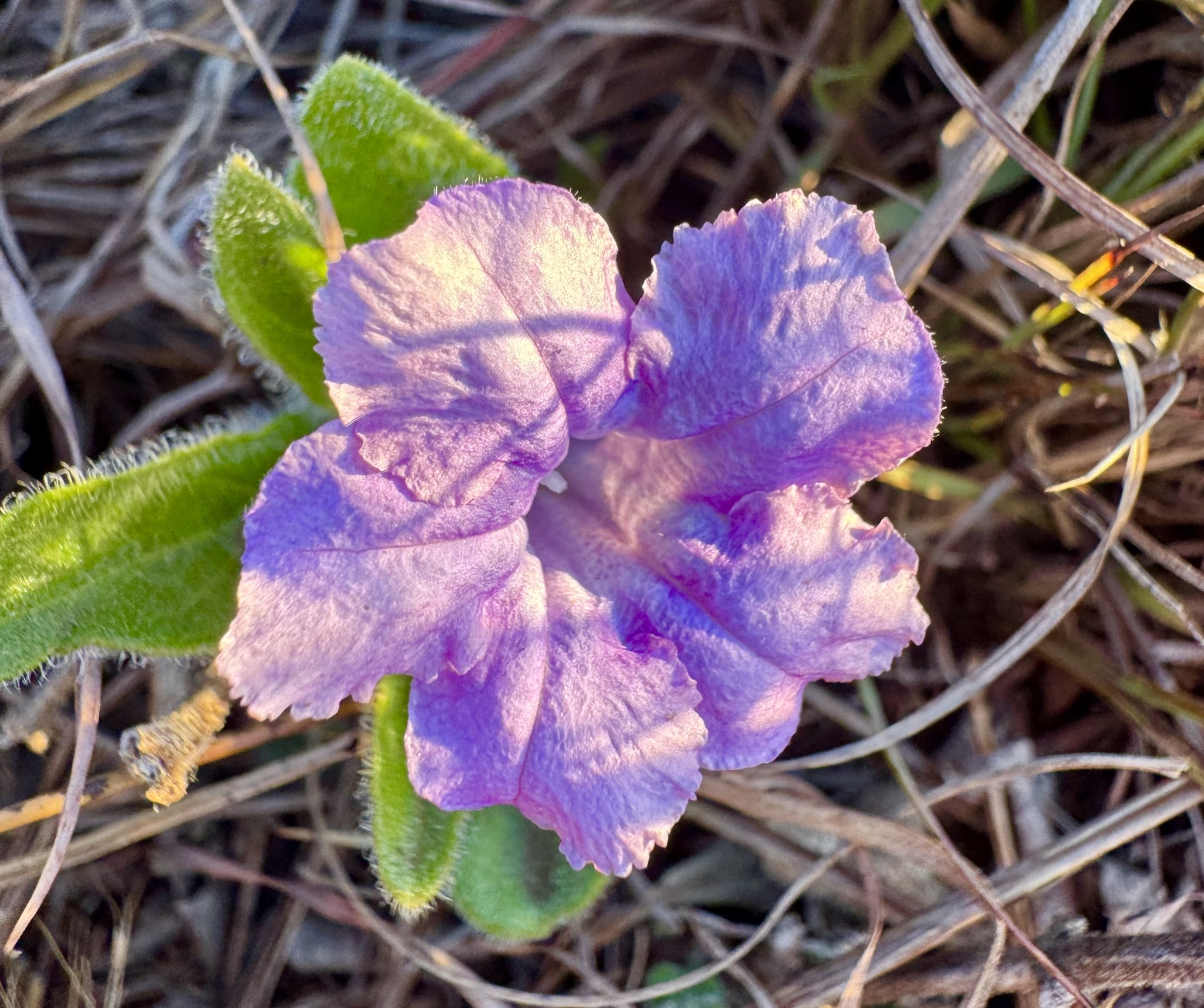 Ruellia squarrosa