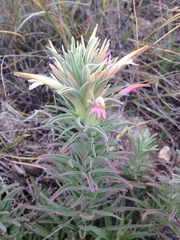 Castilleja sessiliflora