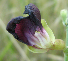 Macroptilium atropurpureum image