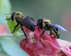 Xylocopa virginica