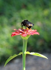 Bombus pensylvanicus