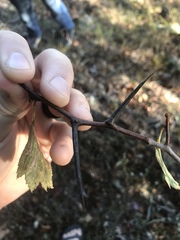 Crataegus pruinosa