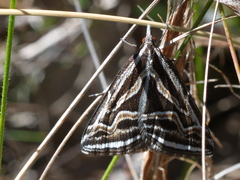 Dichromodes confluaria